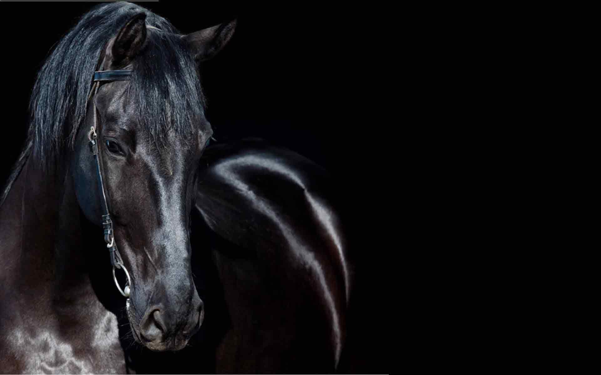 black-horse-bg1920.jpg