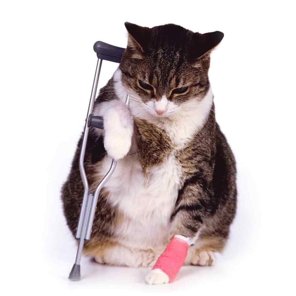 cat_crutches-asc1024sq