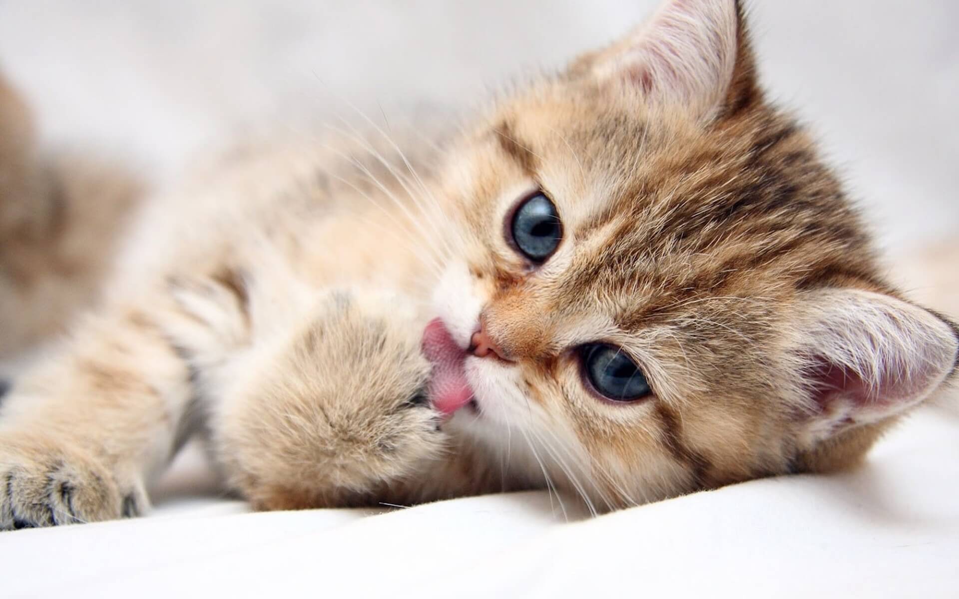 Cute cat