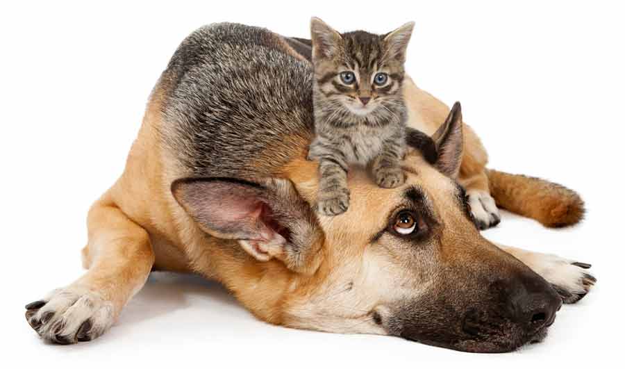 dog-kitten-onhead900web dog-kitten-onhead900web