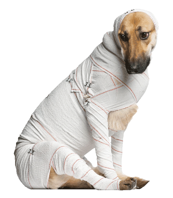 emergency-bandaged-dog700