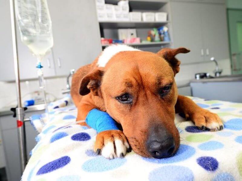 emergencydog800 Baldivis Vet Hospital