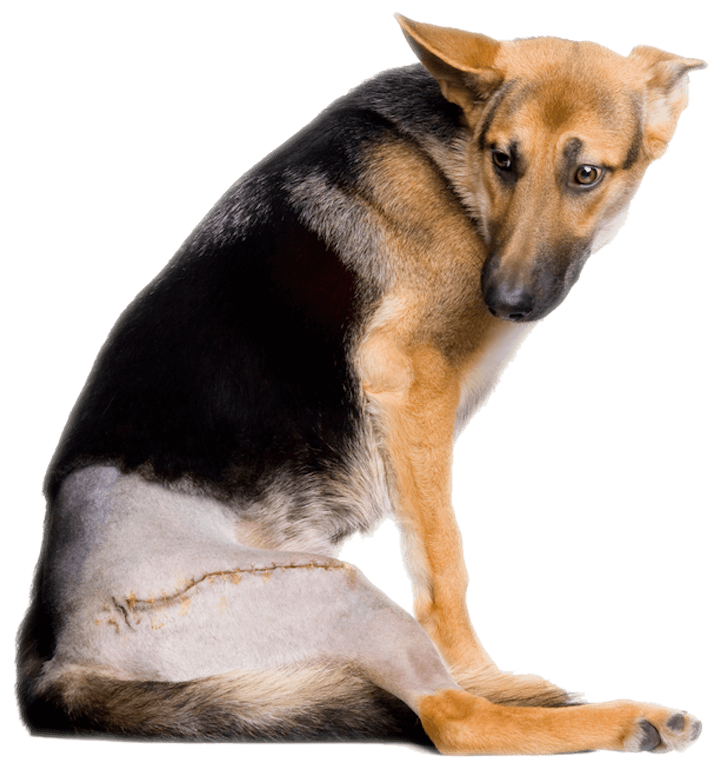Почему собака хромает. Дисплазия тазобедренных суставов у собак. Дисплазия тазобедренных суставов у немецкой овчарки. Дисплазия тазобедренных суставов у собак немецкой овчарки. Что такое дисплазия у собак немецкой овчарки.