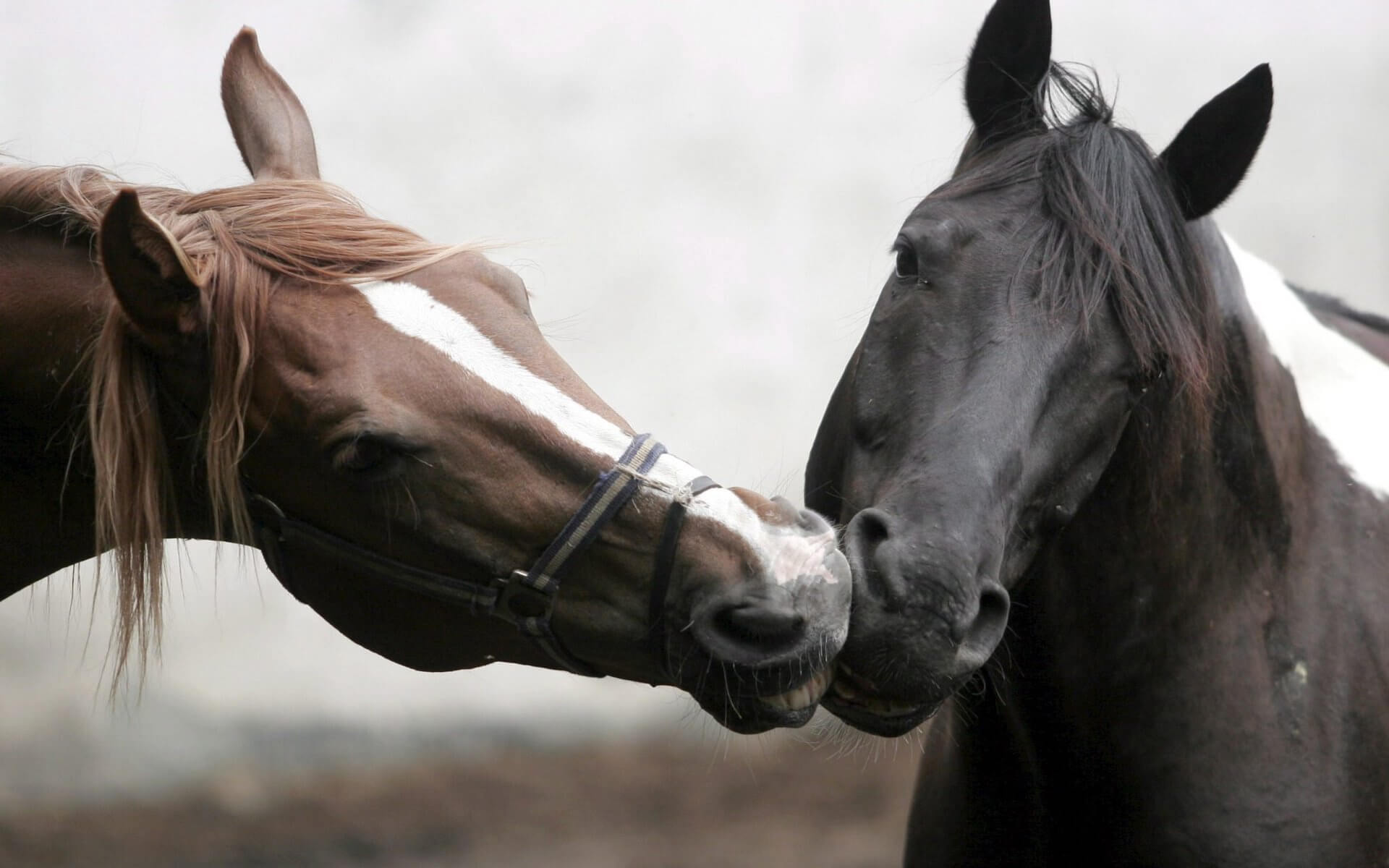 horse-love9-1920