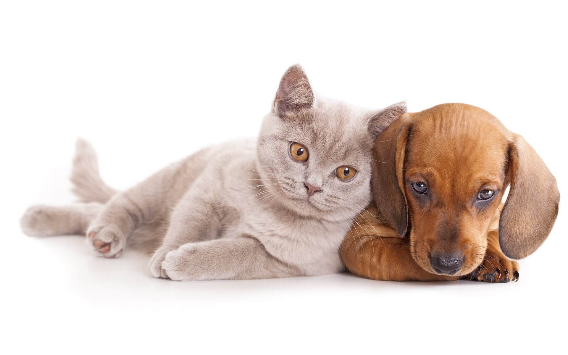 kitty-and-puppy1920 kitty-and-puppy1920