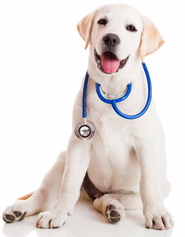 lab-pup-stethescope600web