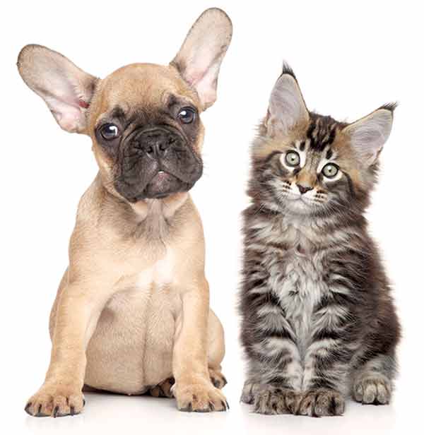pup-kitt600web pup-kitt600web
