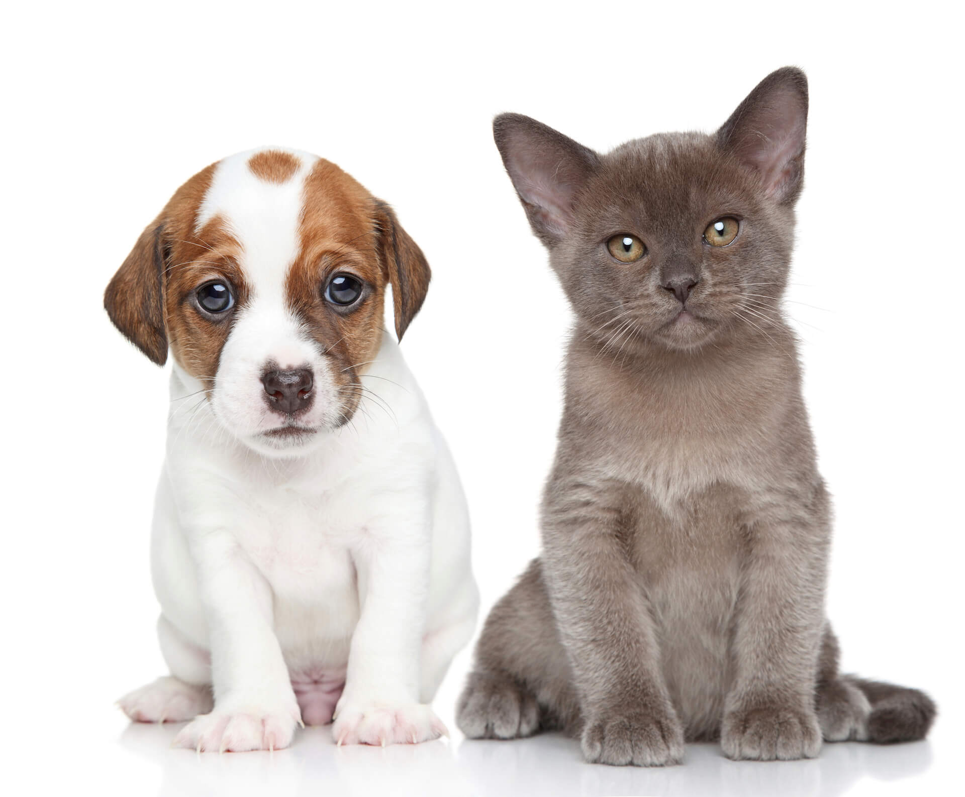 puppy-kitten-4-1920 puppy-kitten-4-1920