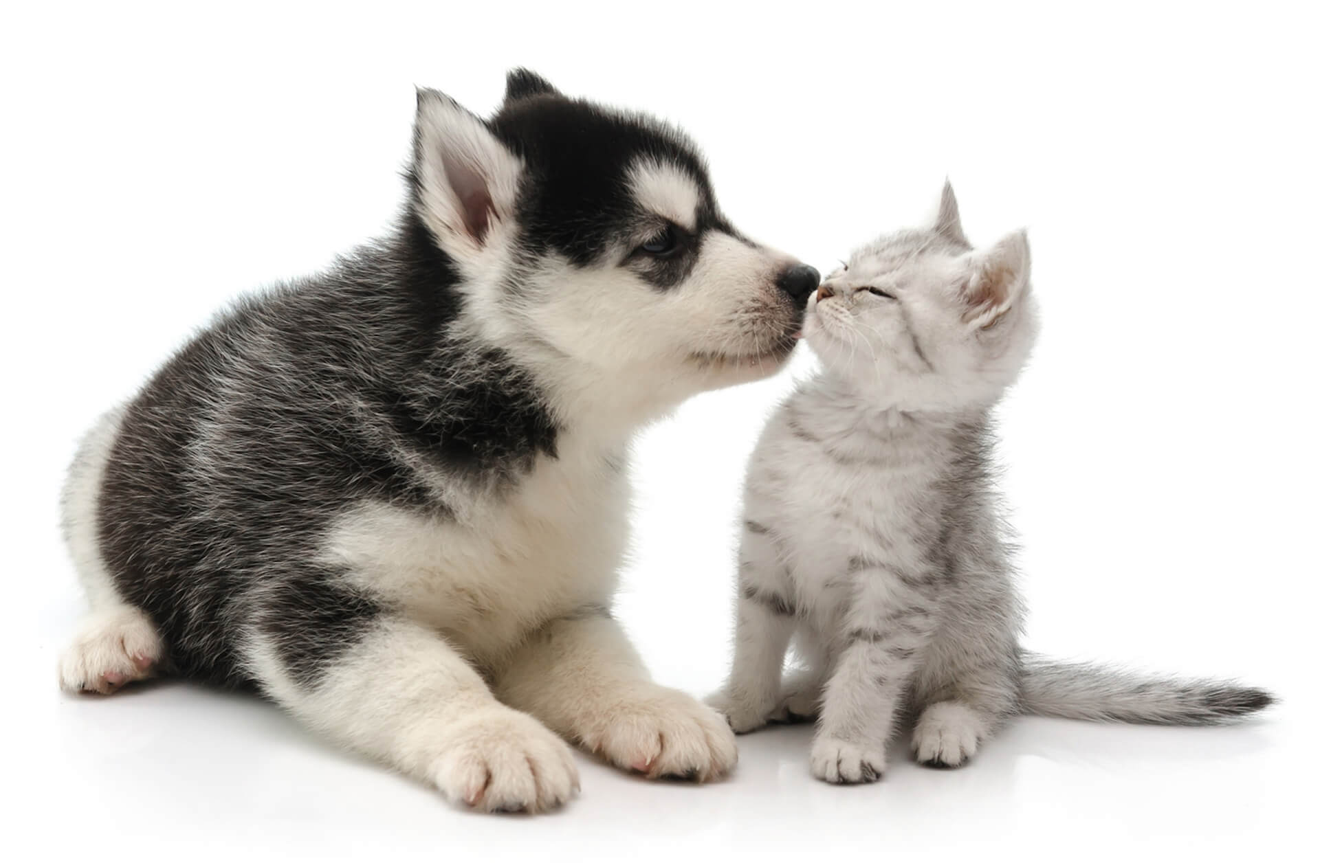 puppy-kitten0-1920 puppy-kitten0-1920