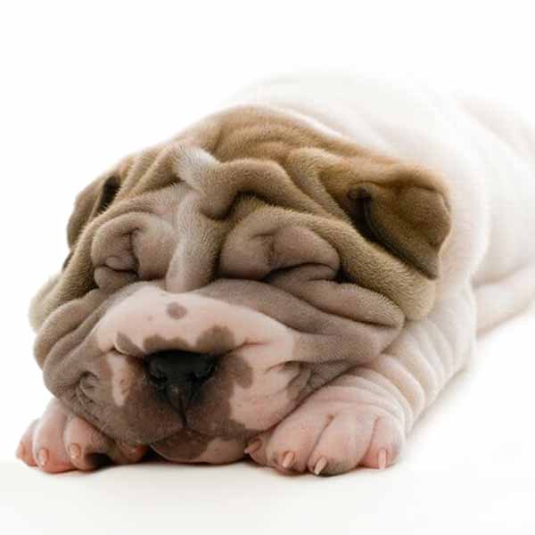 rolly-dog-sleepy-600 rolly-dog-sleepy-600