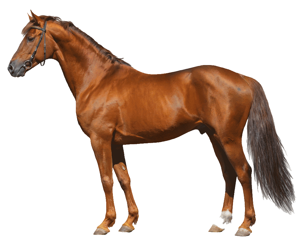 shutterstock_84139573horse