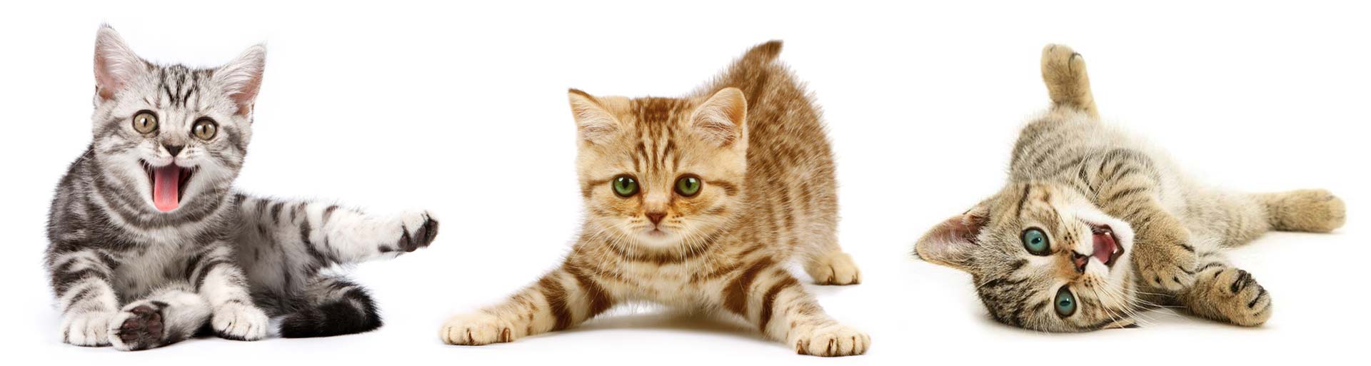 3xkittens-white1920 3xkittens-white1920