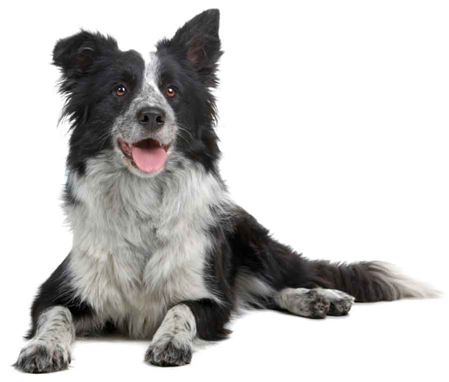 border-collie-dog900white