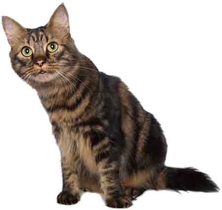 cat-adult450 cat-adult450