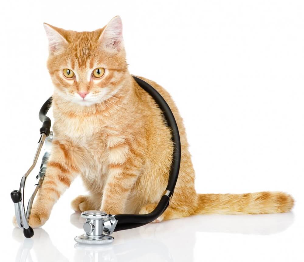 cat-doc1000 cat-doc1000