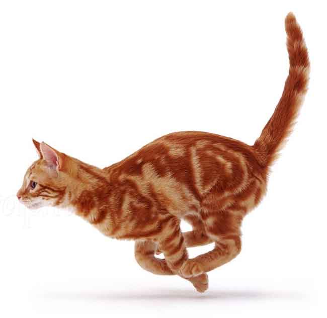 cat-running-white650 cat-running-white650