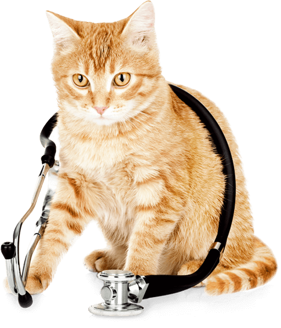 cat-stethascope550png