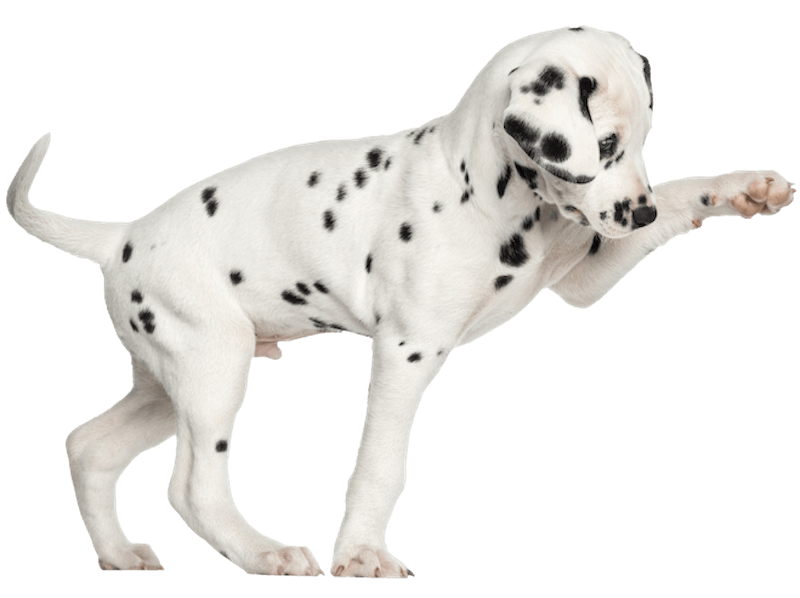 dalmation-pup-png800 dalmation-pup-png800