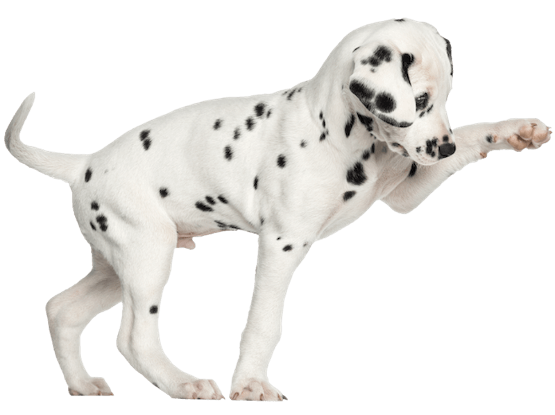 dalmation-pup-png800