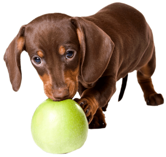 dauch-pup-ball550png