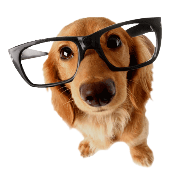 dog-reading-glasses600png