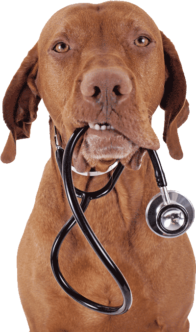 dog-stethascope400png dog-stethascope400png