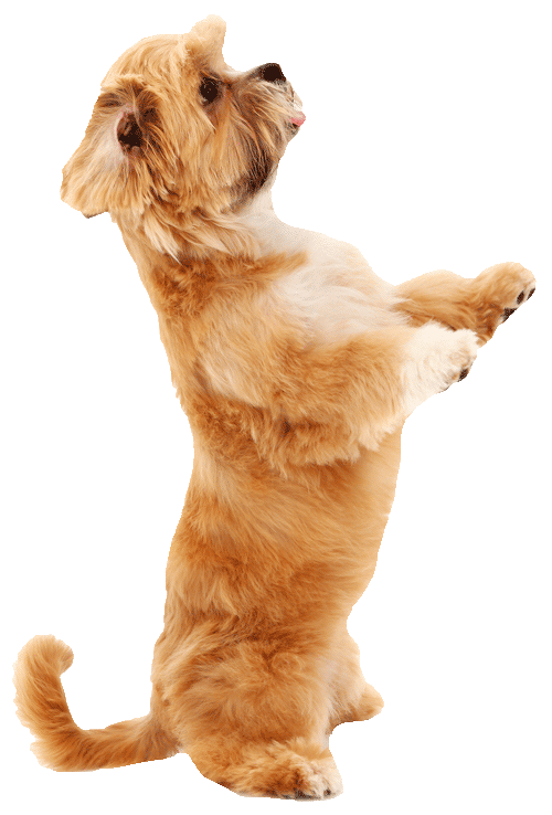 dogtraining500png dogtraining500png