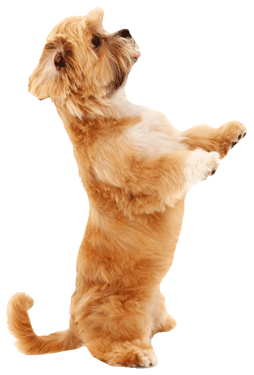 dogtraining500png