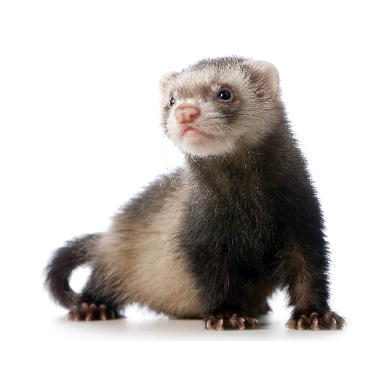 Ferrets - Everything you need to know! - Baldivis Vet Hospital
