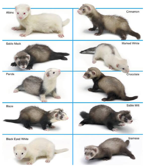 Ferrets - Everything you need to know 