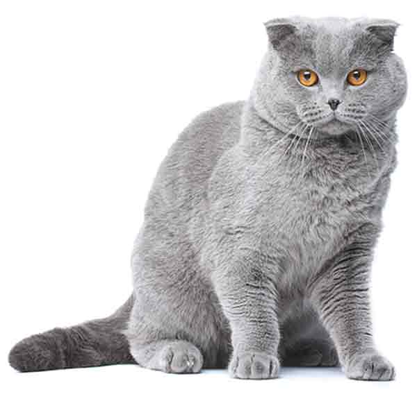 grey-cat-white-bg600
