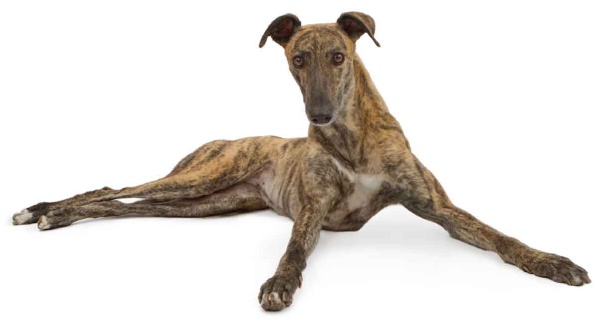 greyhound-dog1200white greyhound-dog1200white