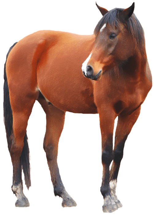 horse-png700h