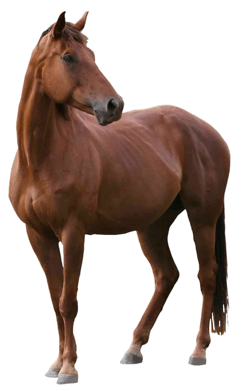 horse-png800h