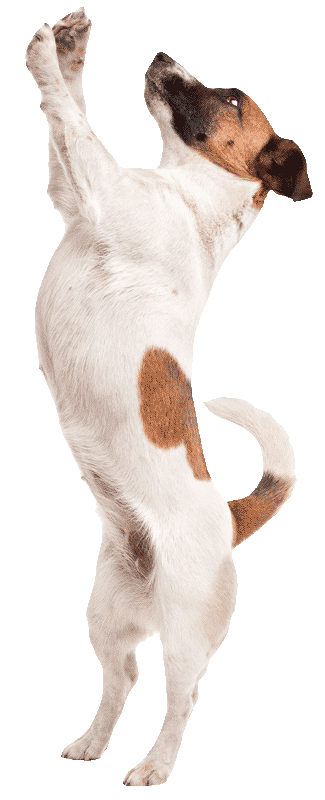 jack-russel-jump325png