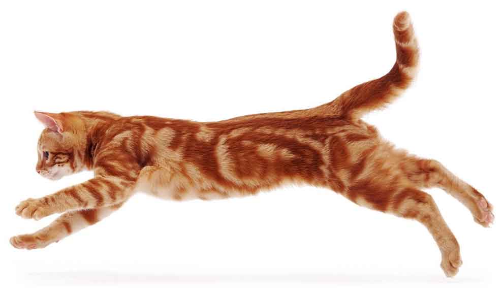 orange-cat-leaping990white
