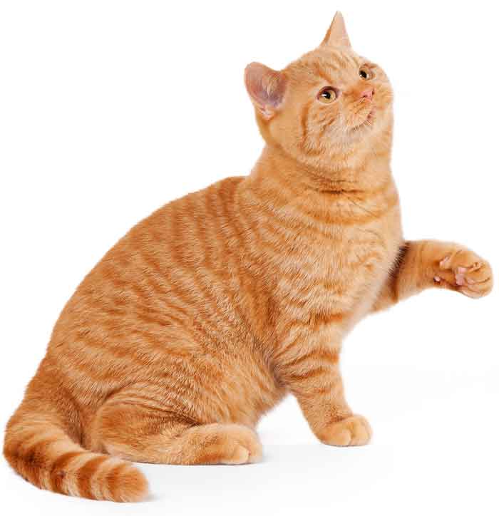 orange-cat-white700