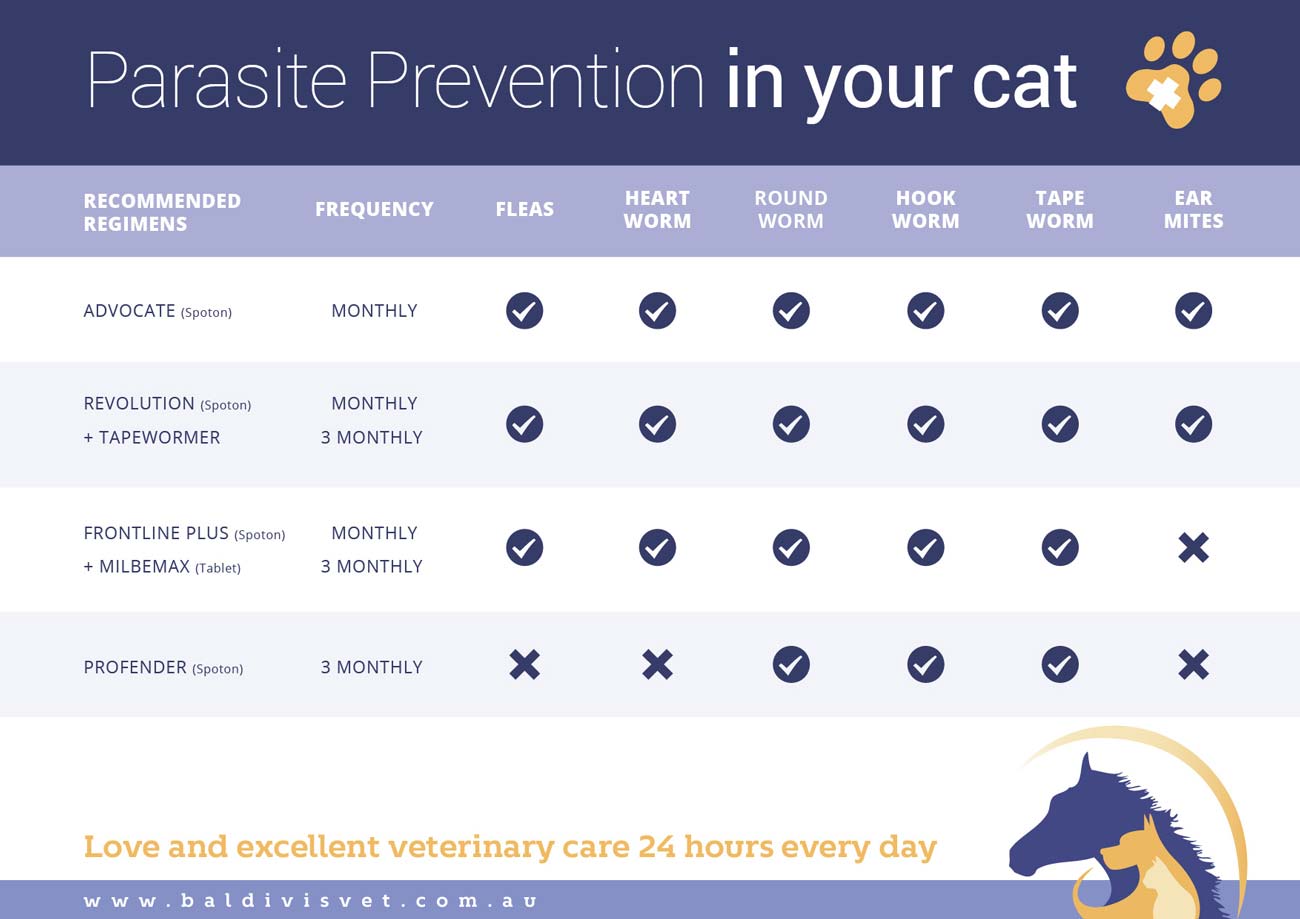 parasite-prevention-in-your-cat1300
