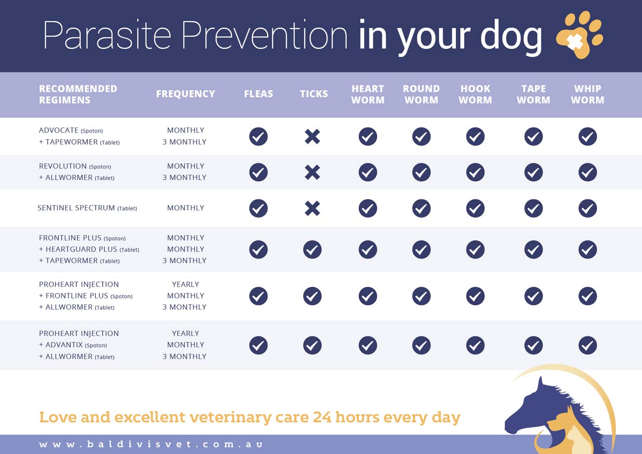 parasite-prevention-in-your-dog1300