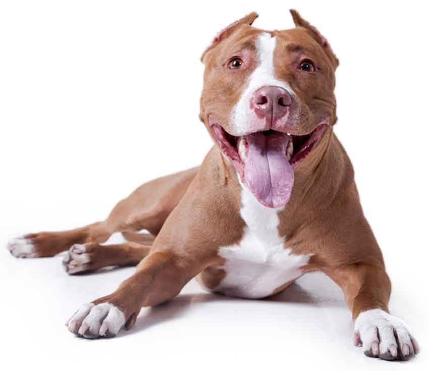 pit-bull-dog850white