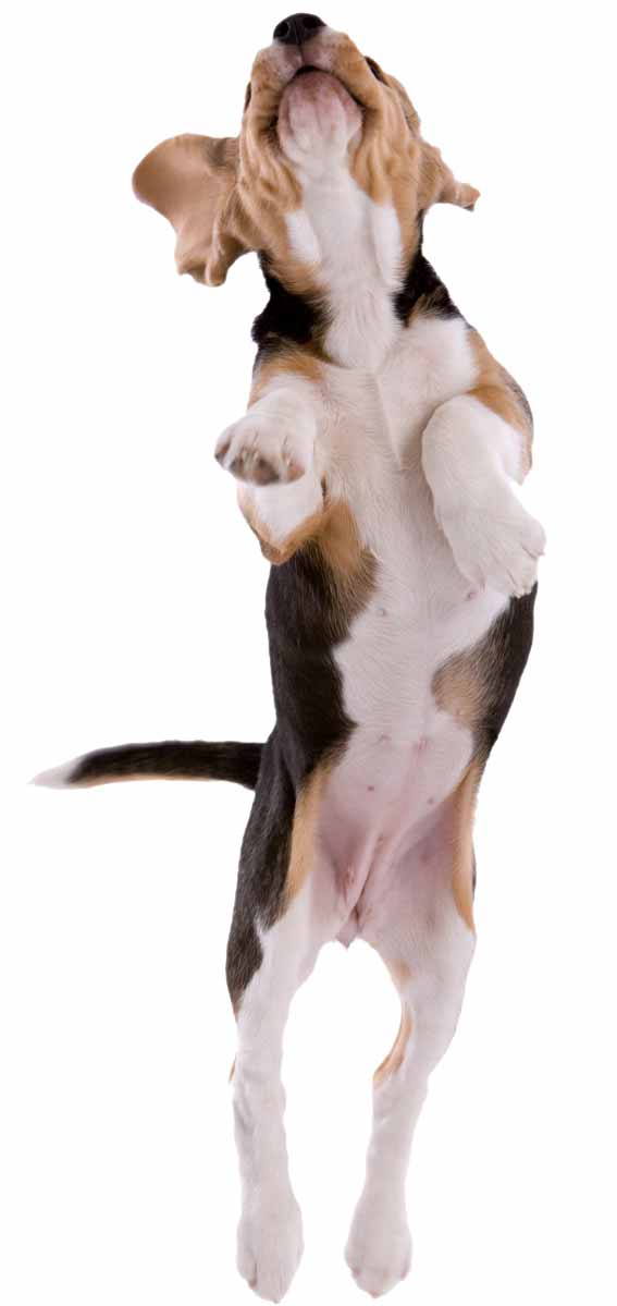 pup1-jump1200h-white pup1-jump1200h-white