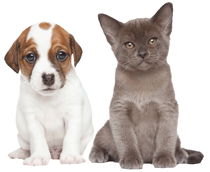 puppy-kitten-700png