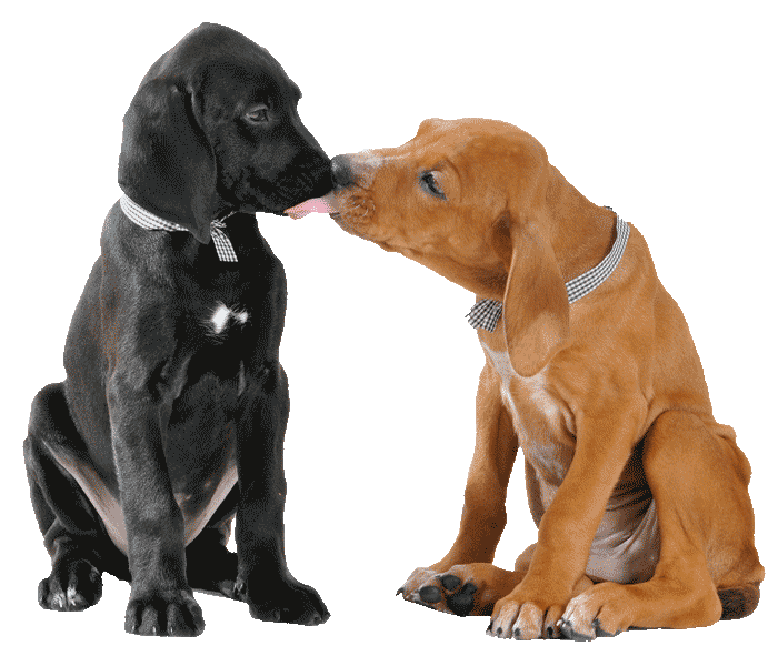 pups-licking-900png