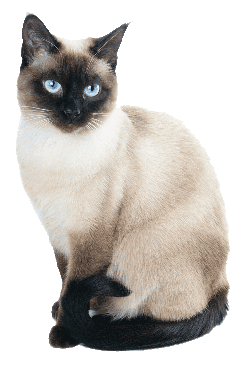 siamese cat500png Baldivis Vet Hospital