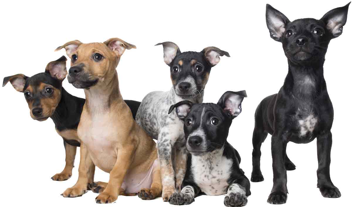 small-dog-puppies-group1200png