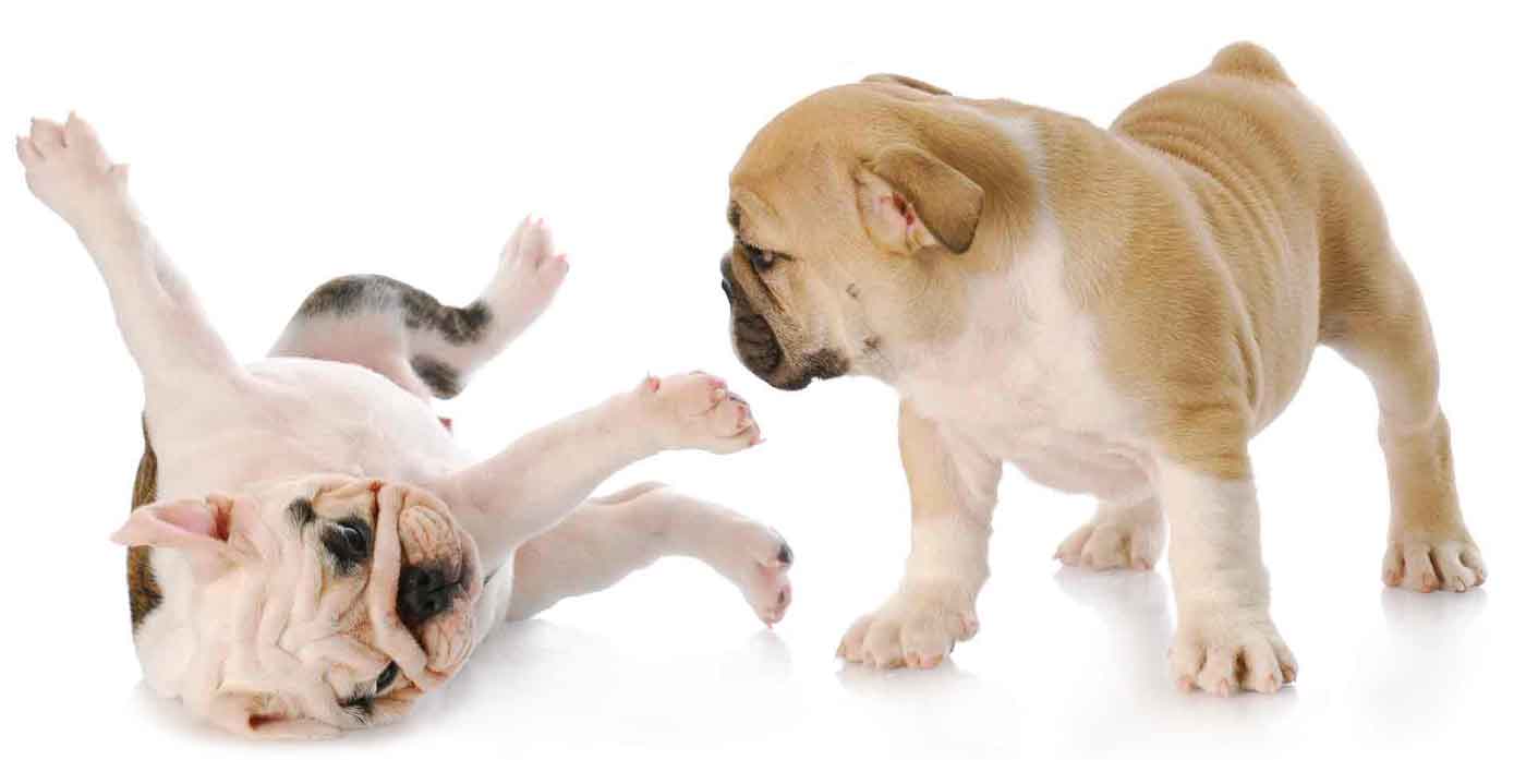 2puppy-bulldogs1400white