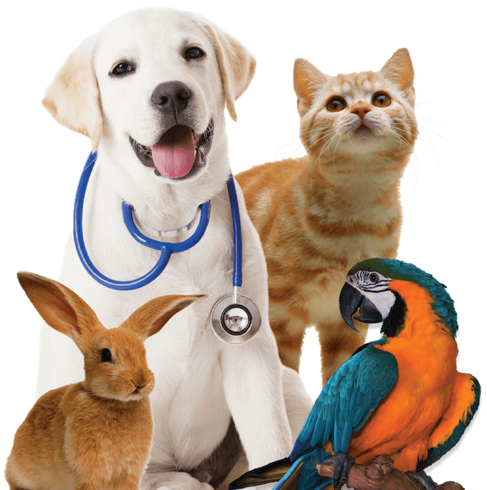 4xfamily-pets700png