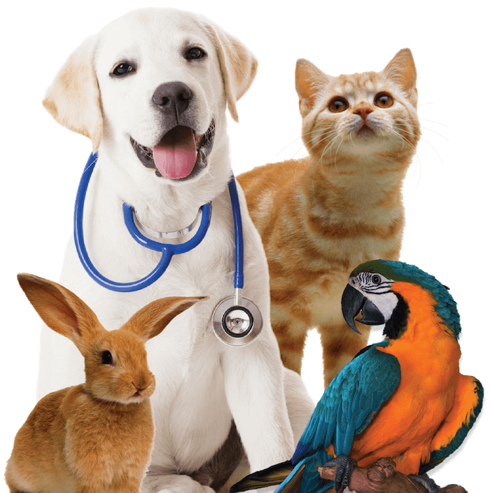 4xfamily-pets700png 4xfamily-pets700png