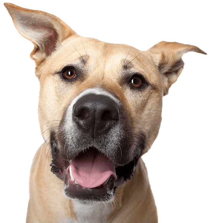 dog-smile600png