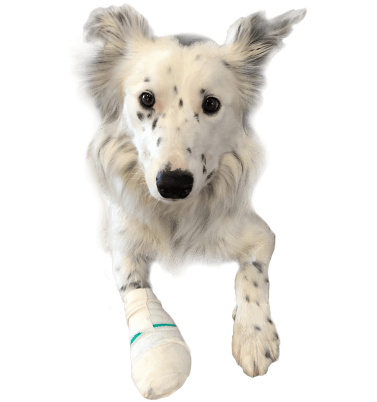 Cruciate repair TTO surgery